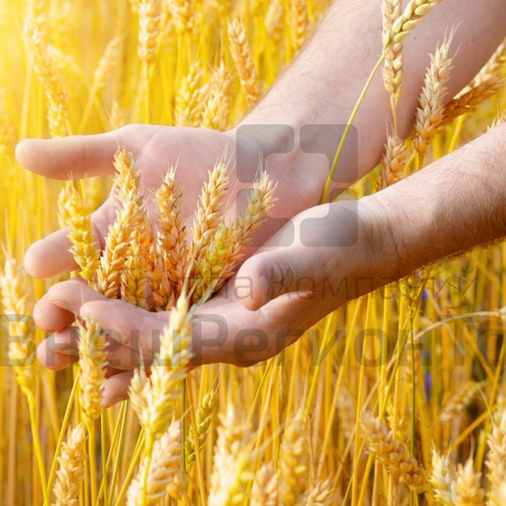 Комплект лабораторного оборудования "Сельскохозяйственные культуры".