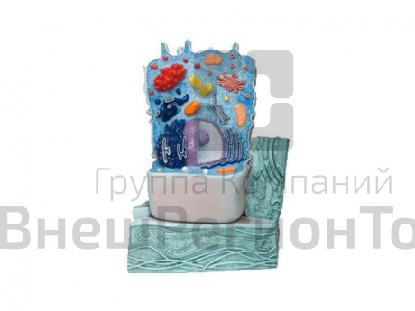 Модель животной клетки.