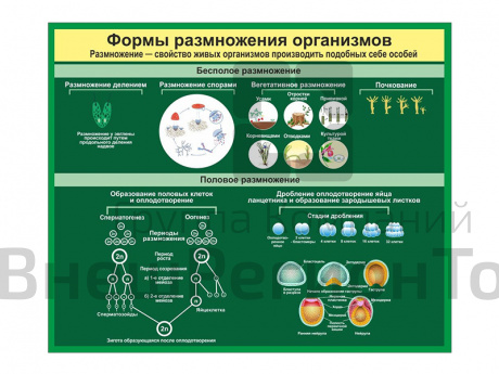 Стенд Формы размножения организмов.