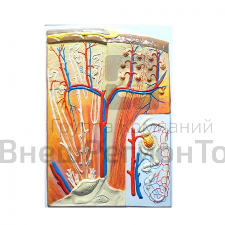 Модель барельефная "Почка" (макро-микростроение) .