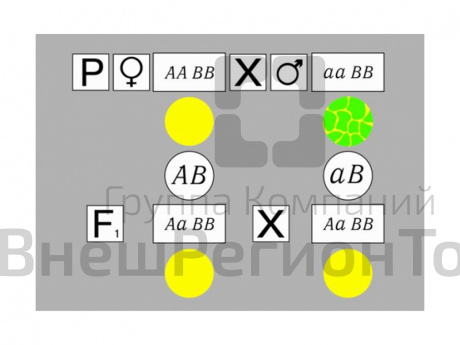 Модель "Дигибридное скрещивание".