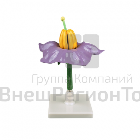 Модель "Цветок картофеля".