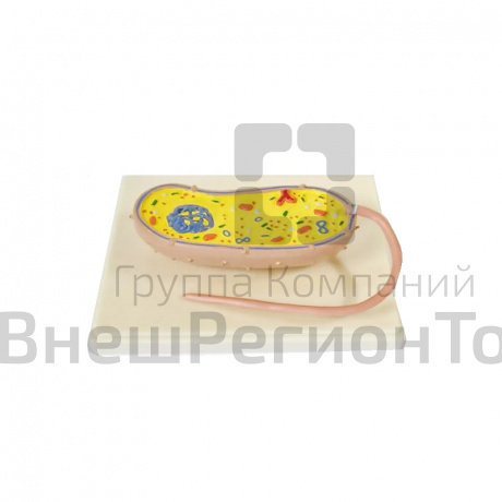 Модель "Бактерия".