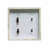 Коллекция энтомологическая "Половой диморфизм"