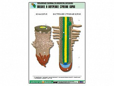 Рельефная таблица Внешнее и внутреннее строение корня, А1