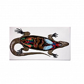 Модель барельефная "Внутреннее строение ящерицы"