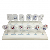 Модель Митоз и мейоз клетки