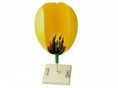 Модель цветка тюльпана.