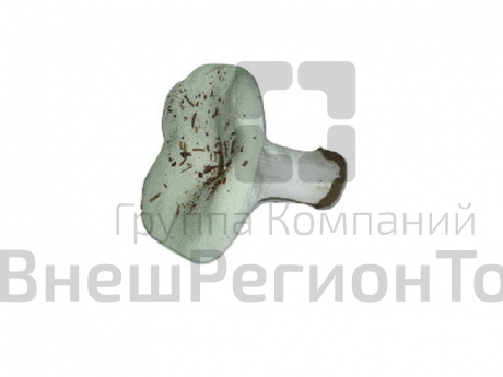 Муляж Гриб груздь.