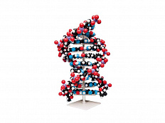 Гигантская модель молекулы ДНК
