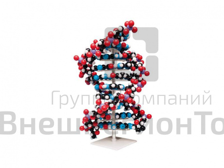 Гигантская модель молекулы ДНК.