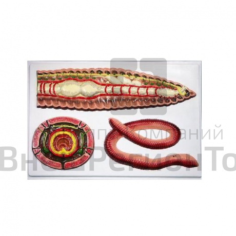 Модель барельефная "Внутреннее строение дождевого червя".