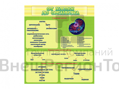 Стенд От клетки до организма.