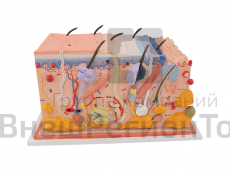 Модель кожи в виде блока, 70-кратное увеличение.