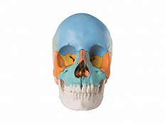 Модель черепа человека, разборная, цветная, 22 части