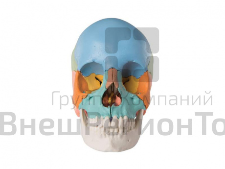Модель черепа человека, разборная, цветная, 22 части.