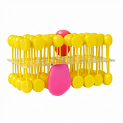 Модель "Строение клеточной оболочки"