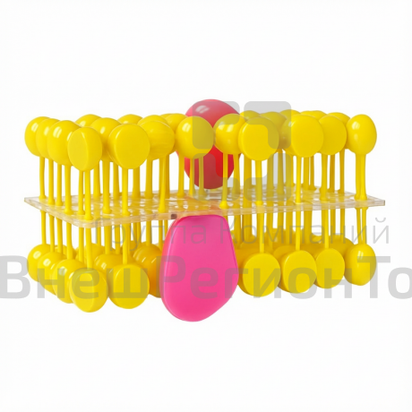 Модель "Строение клеточной оболочки".