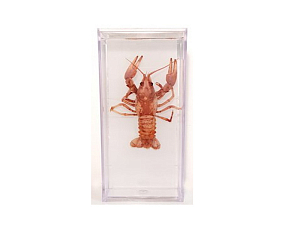 Влажный препарат 