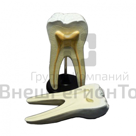 Модель "Строение зуба".