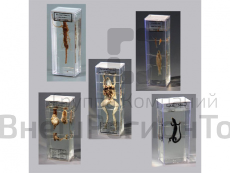 Комплект влажных препаратов (15 препаратов).