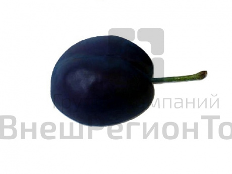 Муляж Слива.