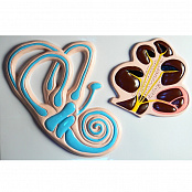 Модель барельефная "Ухо человека" (часть 2)