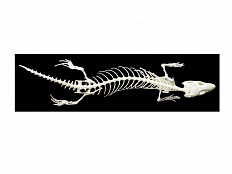 Модель Скелет ящерицы