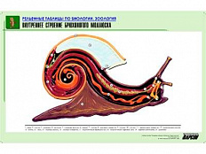 Рельефная таблица Внутреннее строение брюхоногого моллюска, А1