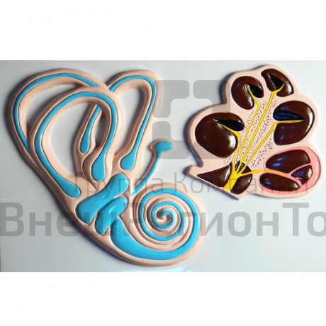 Модель барельефная "Ухо человека" (часть 2).