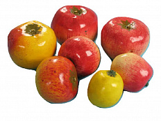 Набор муляжей Дикая форма и культурные сорта яблони