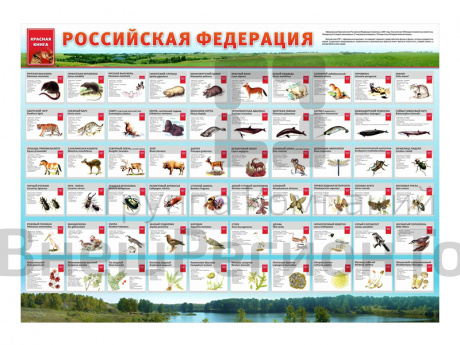 Стенд Красная книга РФ.