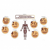 Комплект стендов для кабинета биологии "Интересные факты о человеческом организме"