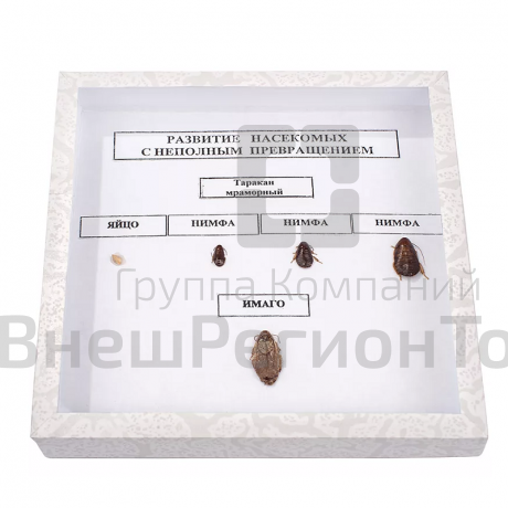 Коллекция энтомологическая "Развитие насекомых с неполным превращением".