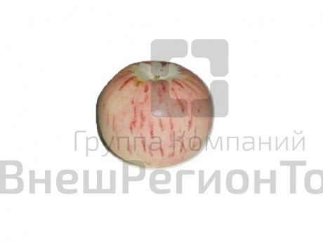 Муляж Яблоко Коричное полосатое.