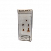 Влажный препарат Развитие лягушки