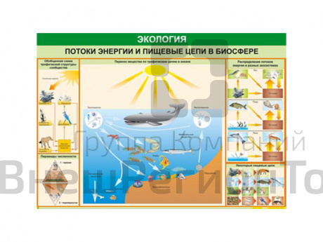 Таблица "Потоки энергии и пищевые цепи в биосфере" 70х100 см.
