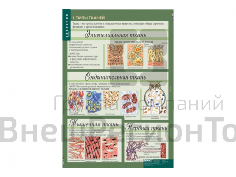 Набор таблиц "Биология 8-9 классы. Человек" 12 шт..