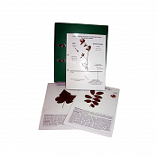 Гербарий "Основы общей биологии"