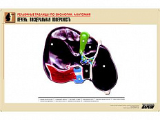 Рельефная таблица Печень. Висцеральная поверхность, А1