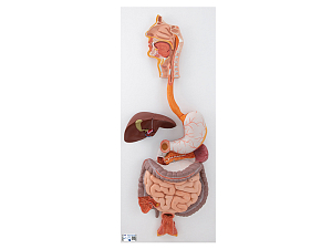 Модель пищеварительной системы, 3 части
