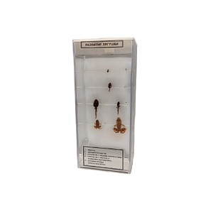 Влажный препарат «Пескожил» (кольчатый червь)