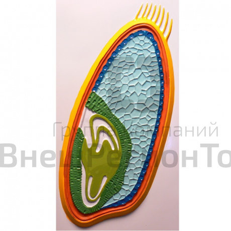 Модель барельефная "Зерновка пшеницы".