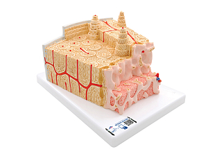 Модель структуры кости