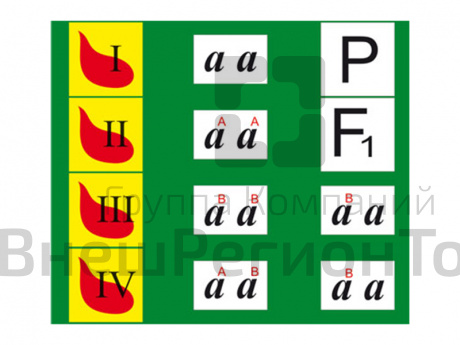Модель-аппликация "Генетика групп крови".