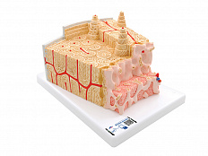 Модель структуры кости