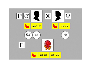Модель «Наследование резус-фактора» — 19 карточек