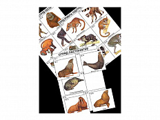 Комплект дидактических карточек: "Систематика и экология млекопитающих" (96 шт.)