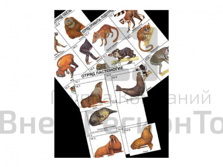 Комплект дидактических карточек: "Систематика и экология млекопитающих" (96 шт.).