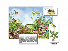Магнитный плакат-аппликация Луг: биоразнообразие и взаимосвязи в сообществе